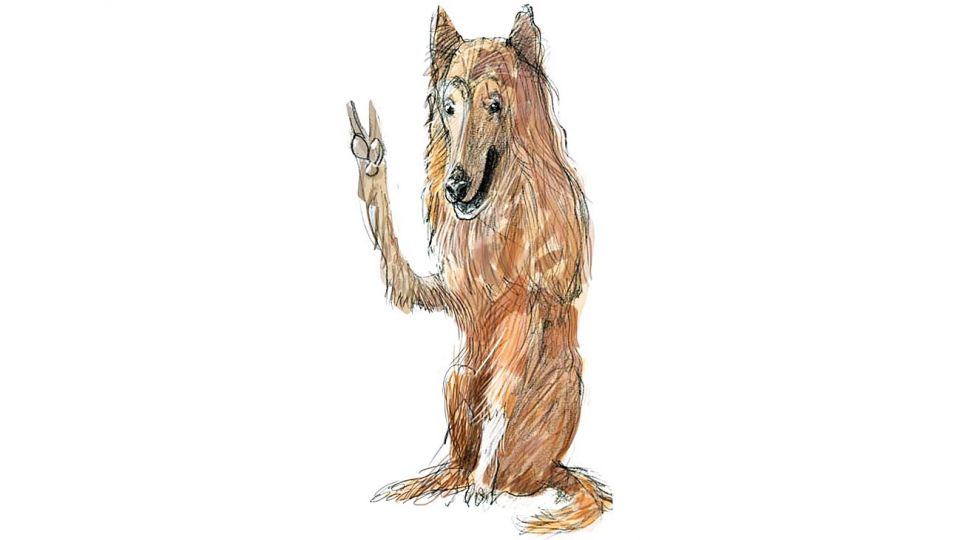 Perro