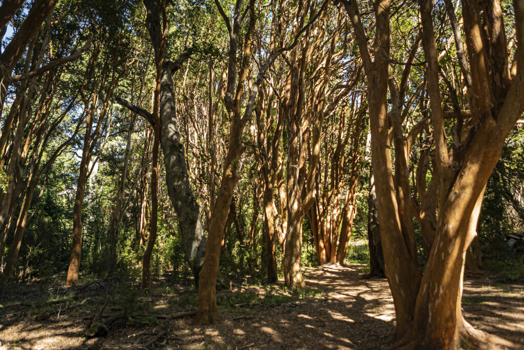 Bosque 1024x684