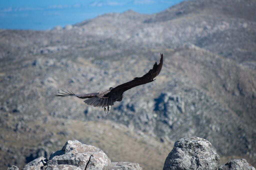 Condor 1024x683