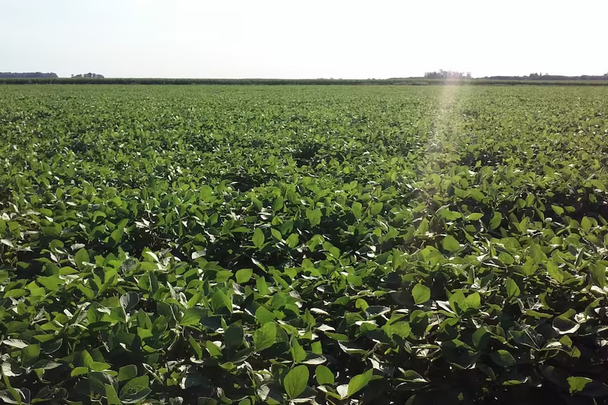 Campo