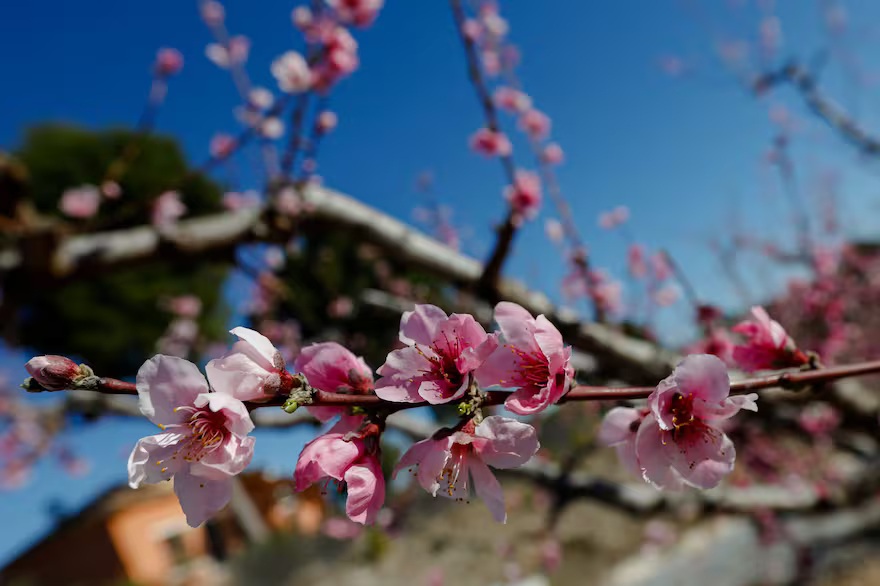 Florcitas