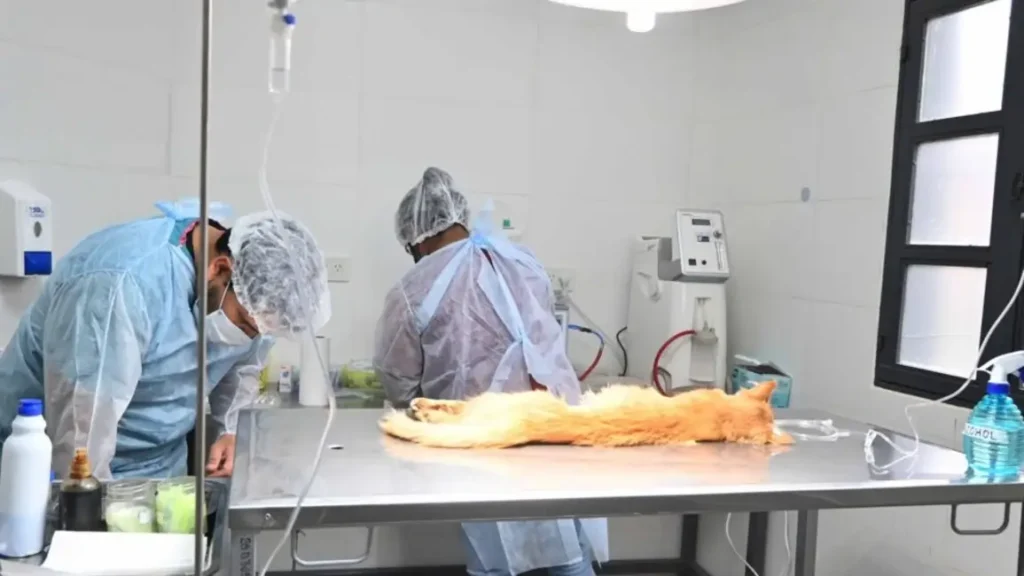 Veterinarios 1024x576